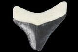Serrated, Bone Valley Megalodon Tooth - Florida #99821-1